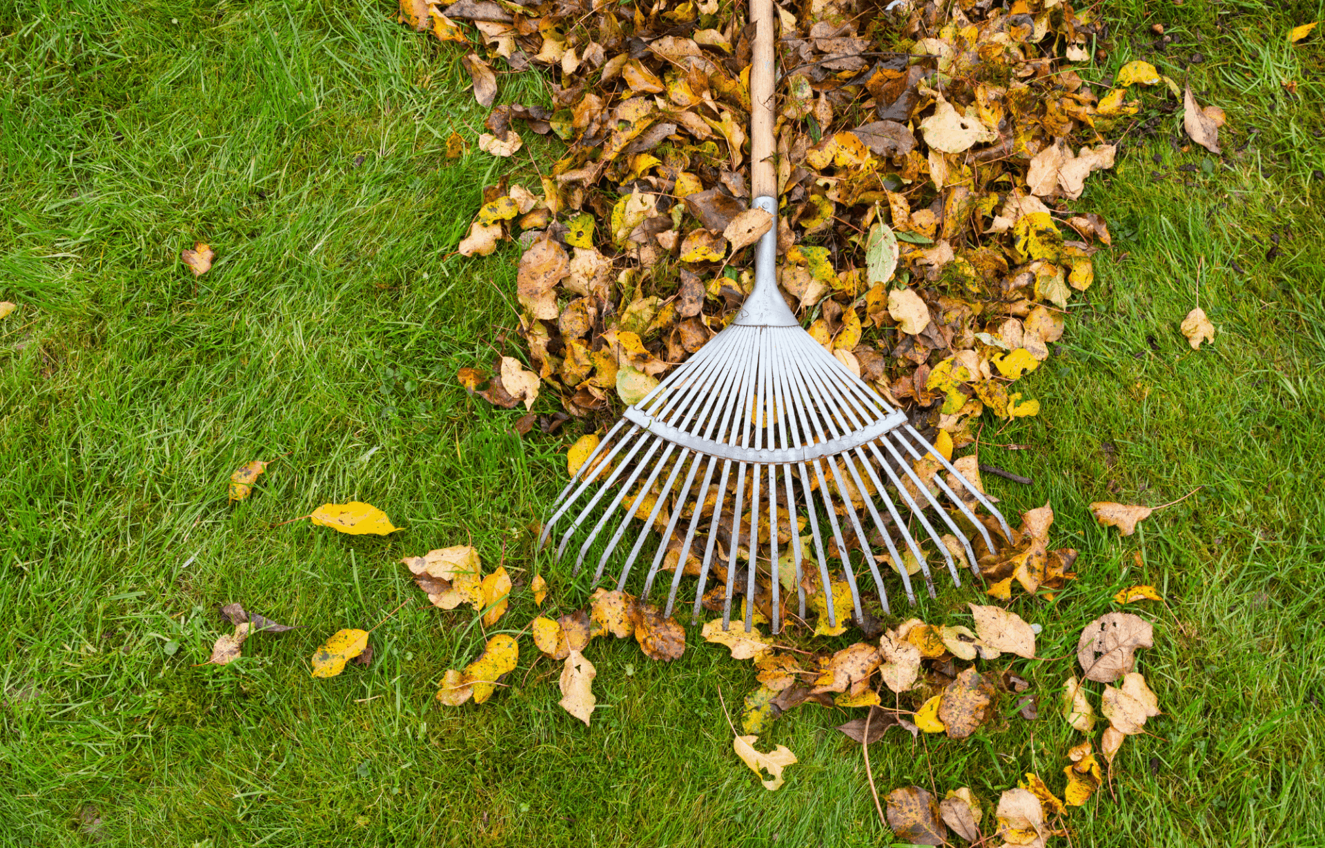 Laubbeseitigung im Herbst
