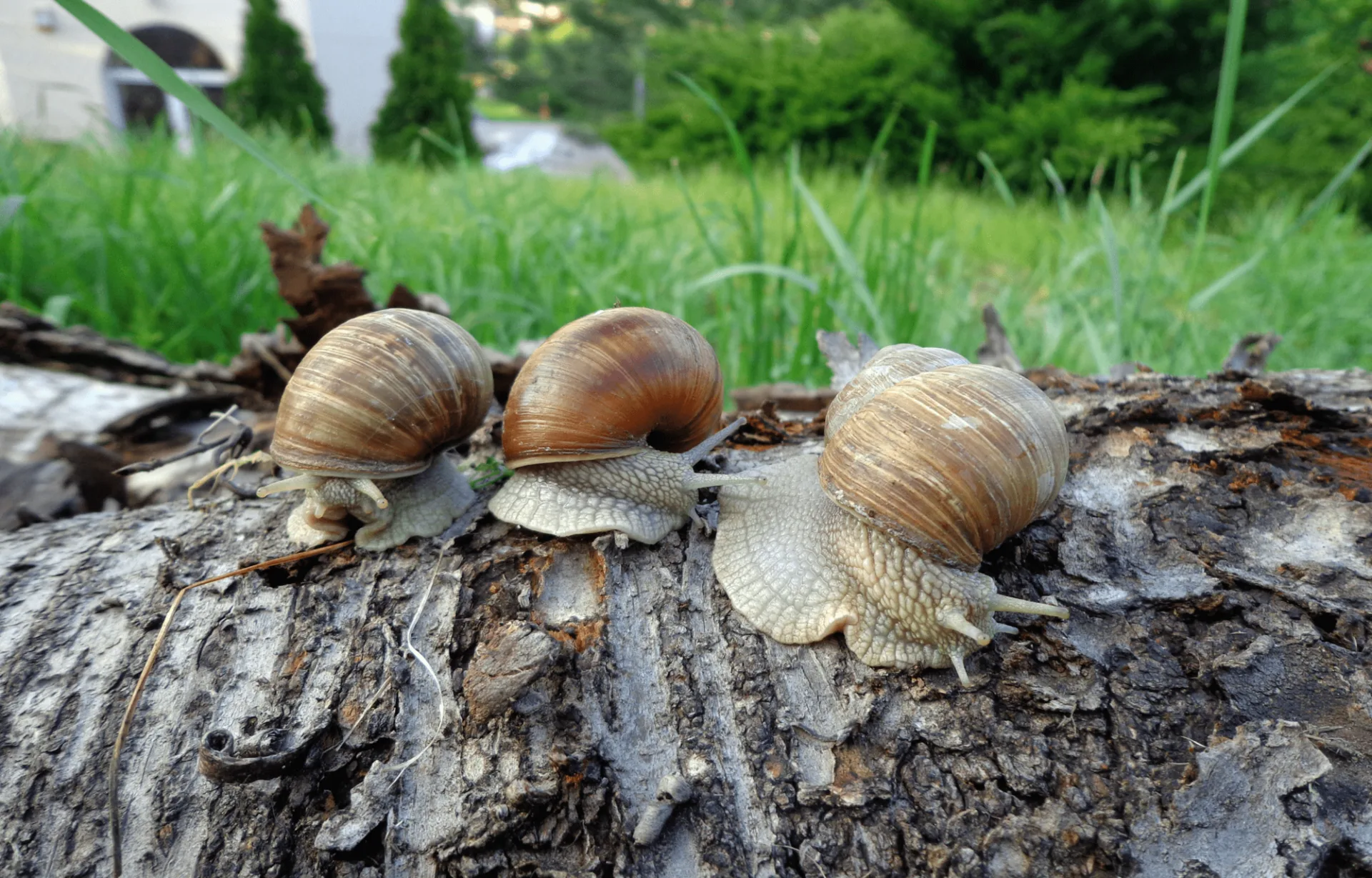 Laubbeseitigung im Herbst