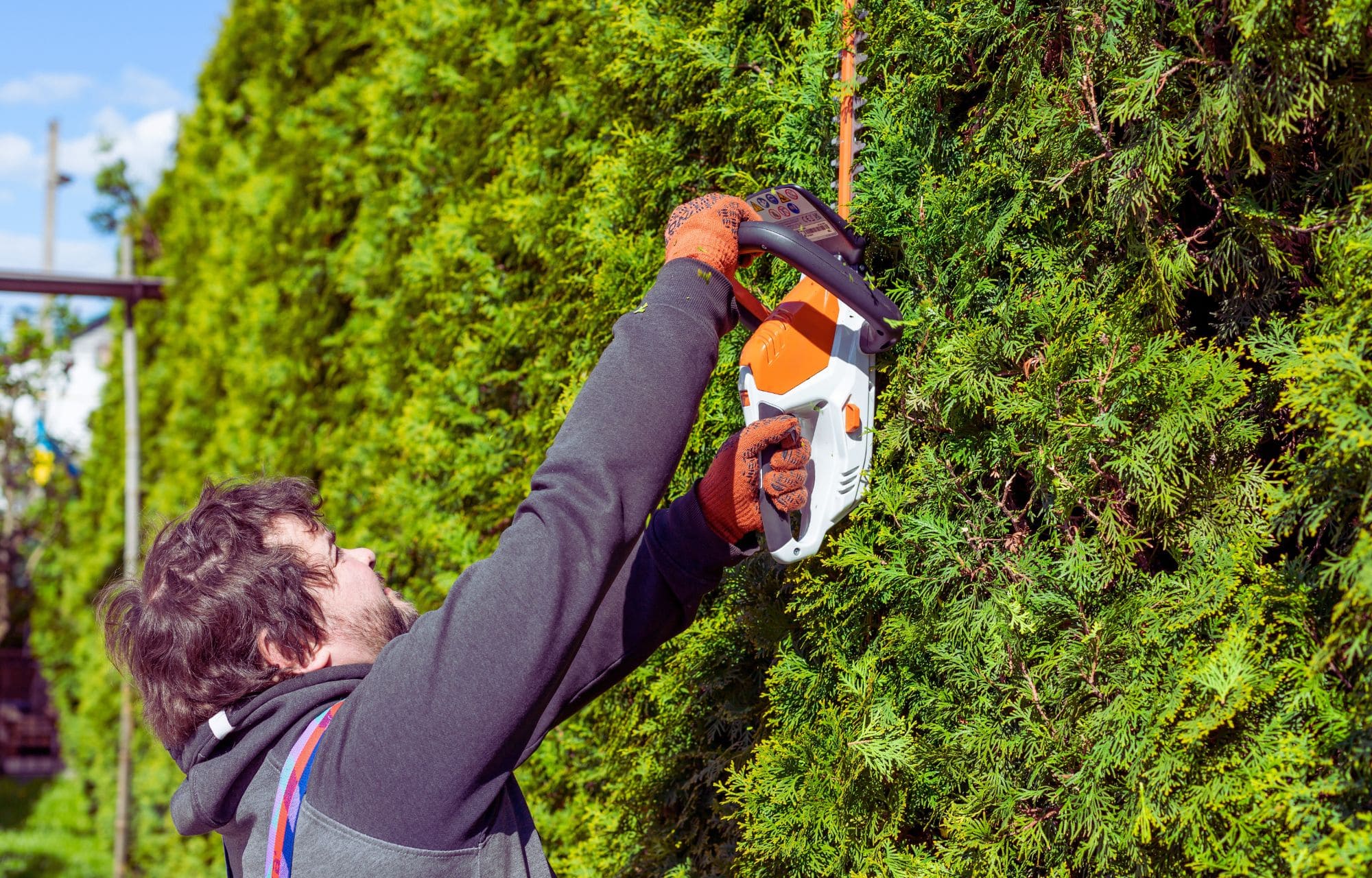 Hecke schneiden im Sommer?