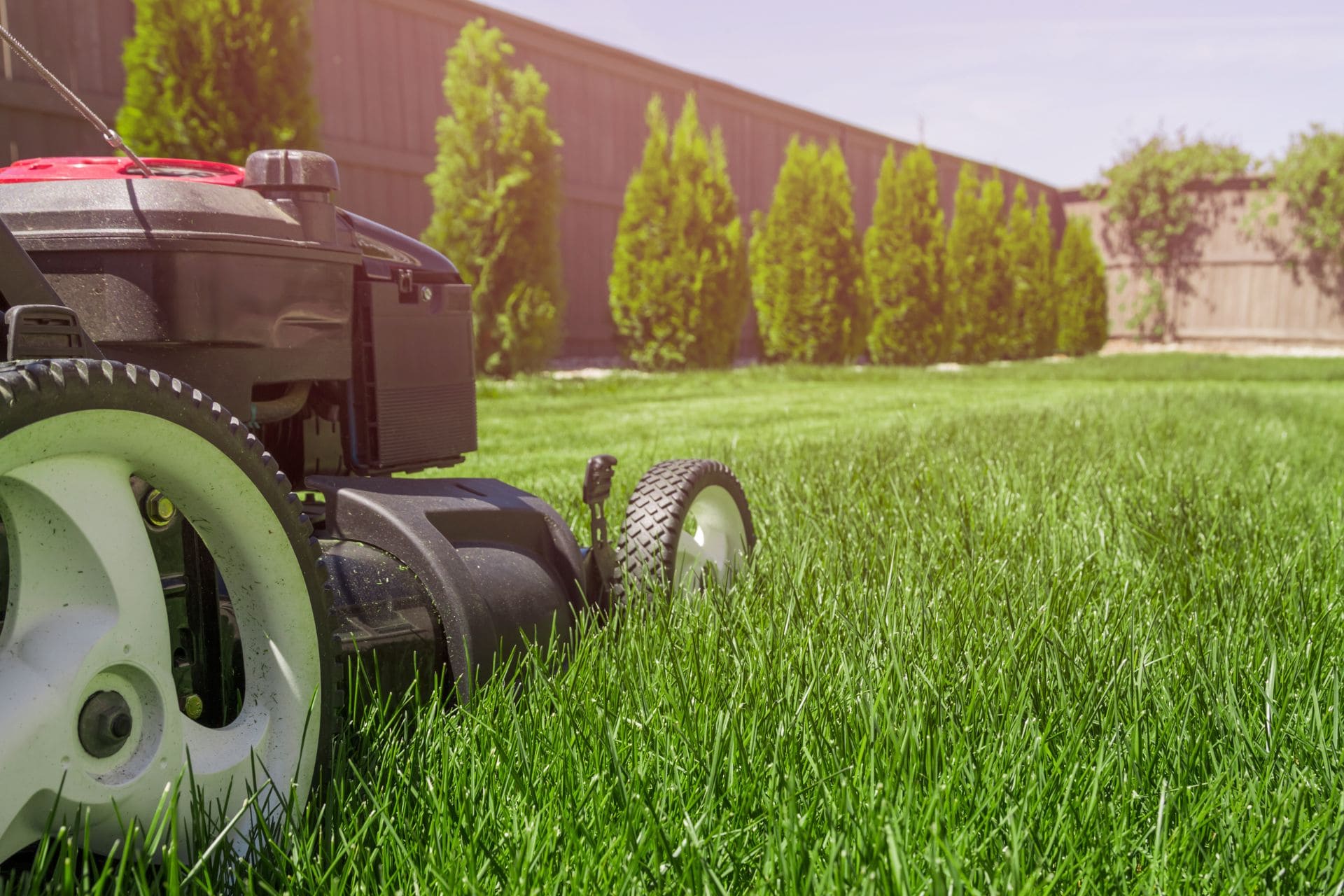 Richtig eingestellter Rasenmäher beim mähen Perfekter Rasen